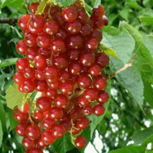 Groseillier à grappes Junifer