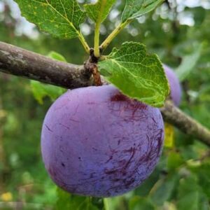 Prunier Reine Claude violette