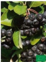 Baies d'Aronia