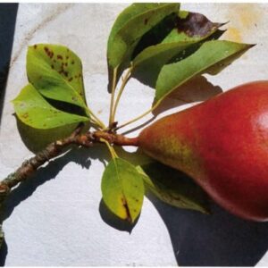 Poire beurré de Clairgeau