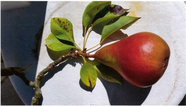 Poire beurré de Clairgeau