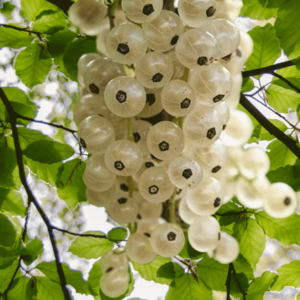 Groseillier à grappes Versaillaise blanche