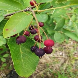 Fruits rouges Amélanchier canadensis