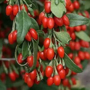 Fruit rouge Baie de Goji