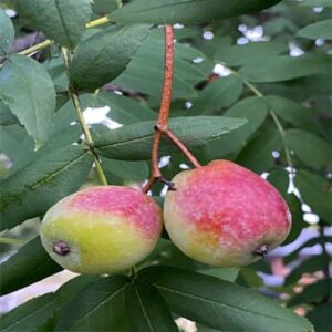 Fruit rouge Cormier