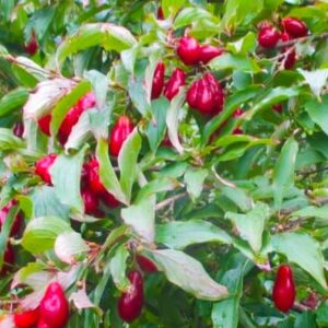 Fruit rouges Cornus Mas