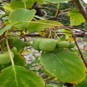 Actinidia arguta / Kiwai - Issai