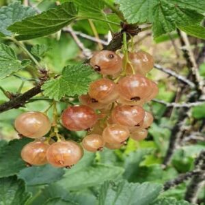 Groseillier à grappes Perle Blanche