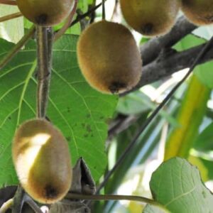 Actinidia deliciosa kiwi Tomuri