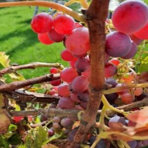 Vigne de table - Chasselas rosé