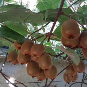 Actinidia deliciosa / Kiwi - Hayward