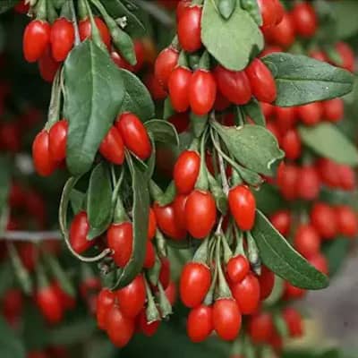 Baie-de-goji