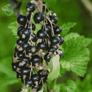 Cassis Géant de Boskoop