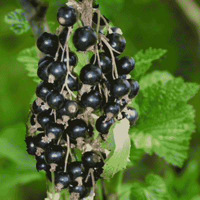 Cassis Géant de Boskoop