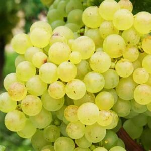 Chasselas-de-Fontainebleau