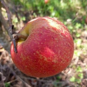 Cox's orange Pippin
