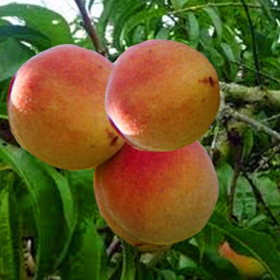 Fertile-de-septembre