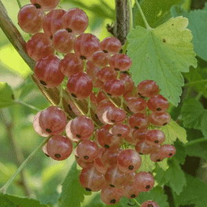 Gloire des sablons