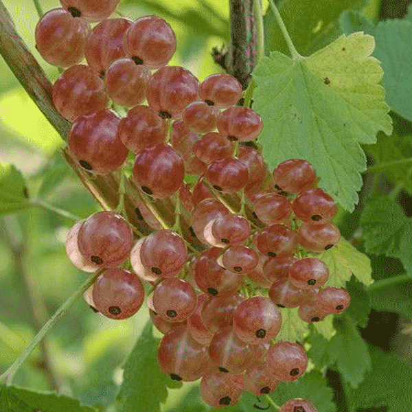 Gloire des sablons