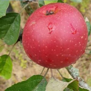Michelotte rouge