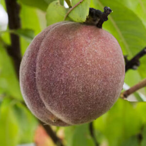Pêche-de-vigne