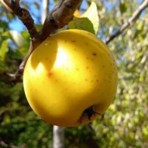 Reinette Ananas