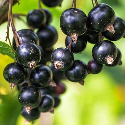 cassis-Black-Reward