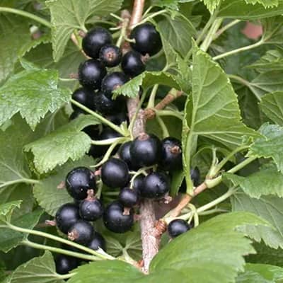 cassis-tenah