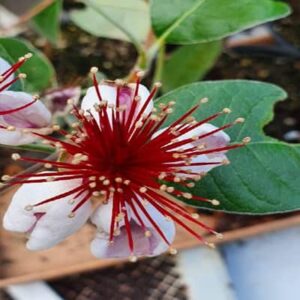 fleur-feijoa