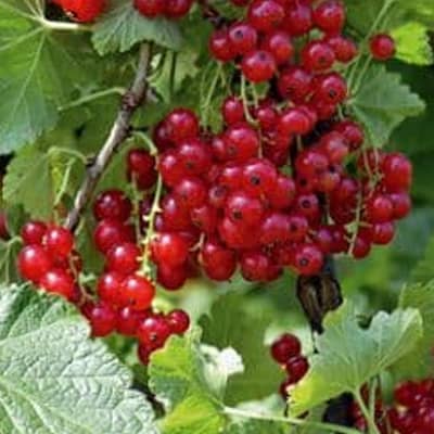 groseillier-versallais-rouge