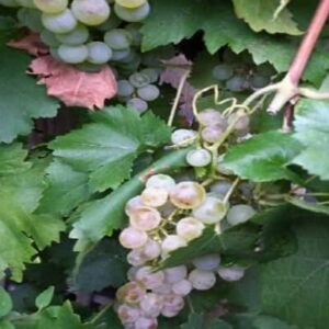 muscat-alexandrie