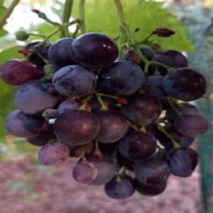 muscat-bleu