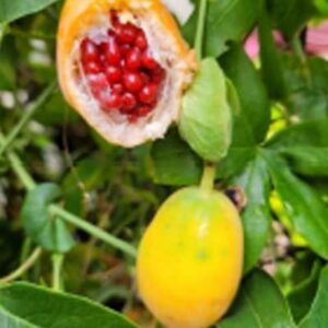 passiflore-fruit-rouge