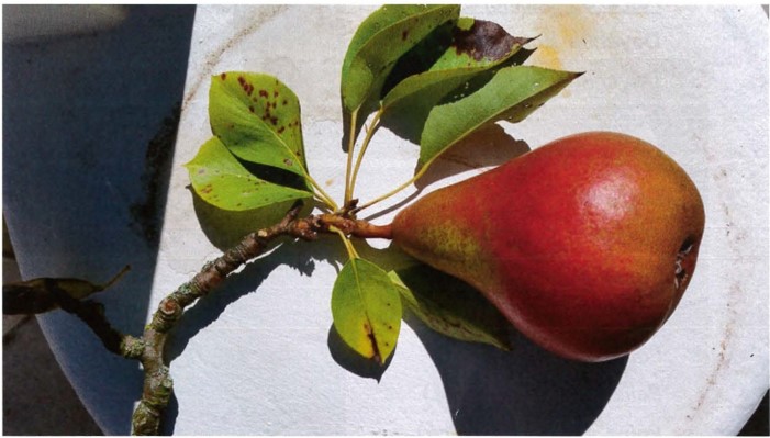 poire beurre Claigeau